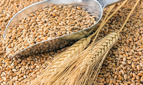 Что значит Зерно, пшеница во сне