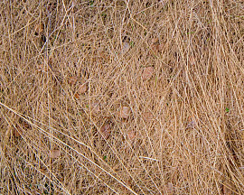 Жухлая трава - фото №4