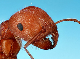 Красные муравьи - фото №4