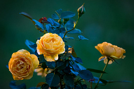 Роза (цветок) - фото №6