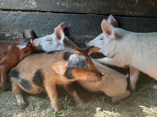 Что значит Покупать свинью во сне
