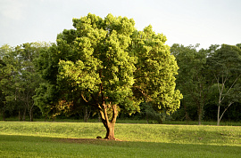 Дерево растение - фото №1