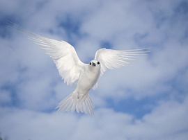 Белые птицы - фото №1