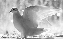 Птицы белые - фото №2