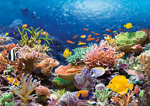 Что значит Коралловый риф во сне