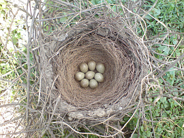 Гнездо птичье, найдешь - фото №2