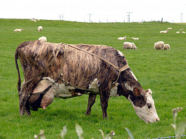 Бык (см. вол, корова) - фото №3