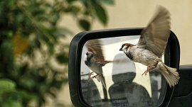 Птицы, садящиеся на голову, снятся - фото №5
