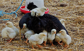 Наседка с цыплятами - фото №3