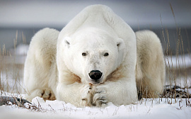 Медведь белый - фото №7