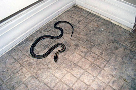 Змея в доме - фото №19