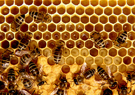 Соты пчелиные - фото №1