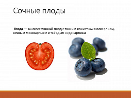Плод, ягода - фото №2