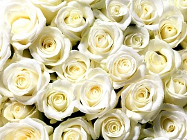 Белые розы - фото №1