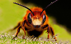Пчел - фото №2