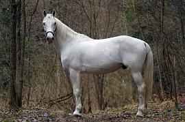 Рысак (конь) - фото №13