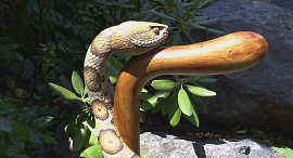 Змея, обвившая палку или похожий предмет - фото №11