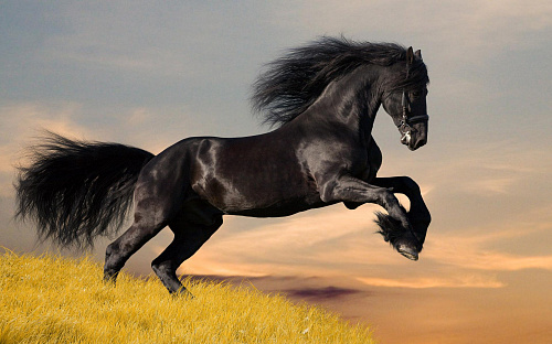 Что значит Красивая лошадь во сне