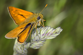 Мотылек (бабочка) - фото №1