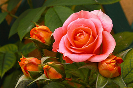 Роза (розы, цветок) - фото №2
