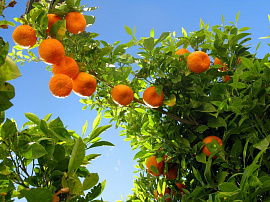 Апельсиновые деревья - фото №1