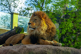 Лев в зоопарке - фото №4