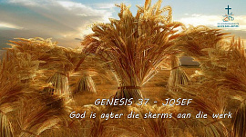 Снопы с колосьями - фото №3