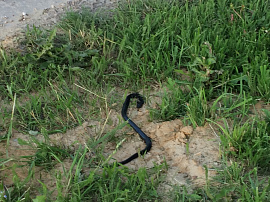Змея или червь, покидающие труп - фото №1