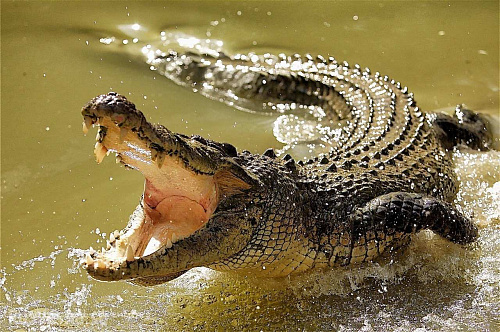 Что значит Крокодил во сне