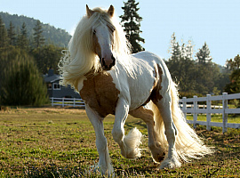 Лошадь с гривой до земли