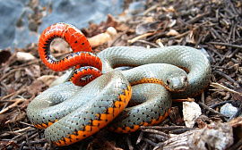 Змея ядовитая - фото №18