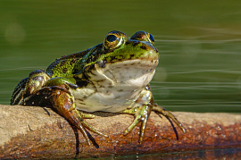 Жаба, лягушка - фото №1