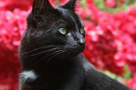 Черная кошка - фото №2