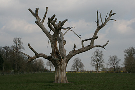 Сухое дерево - фото №3