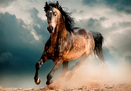 Лошадь, конь - фото №5