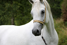 Лошадь белая - фото №2
