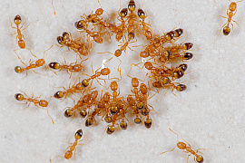 Домашние муравьи - фото №2