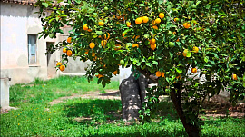 Лимонное дерево - фото №6