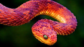 Змей - фото №3