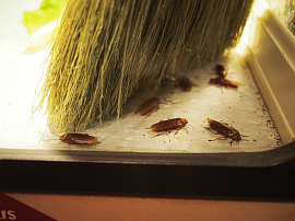 Травить тараканов - фото №3