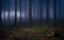 Лес темный - фото №1