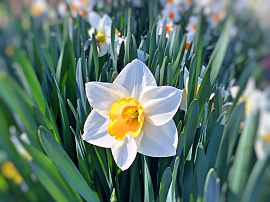 Нарцис (цветы) - фото №2