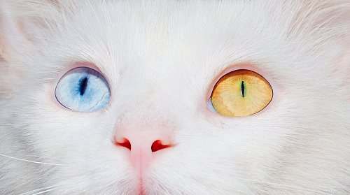 Что значит Разноцветные глаза во сне