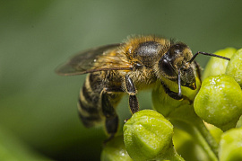 Пчелы - фото №1