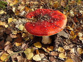 Ядовитые грибы - фото №2