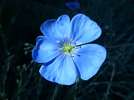 Голубые цветы - фото №10