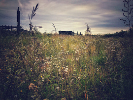 Заброшенный огород - фото №3