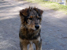 Дворовый пес (собака) - фото №10