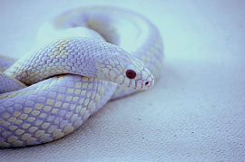 Белая змея - фото №16