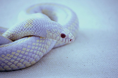 Что значит Белая змея во сне